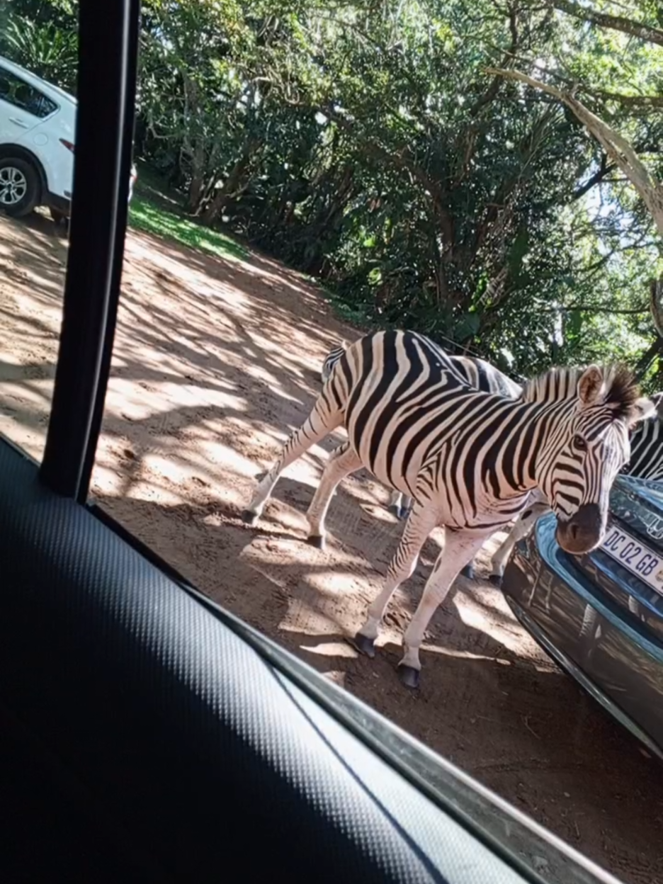 @MaDanca 🇿🇦