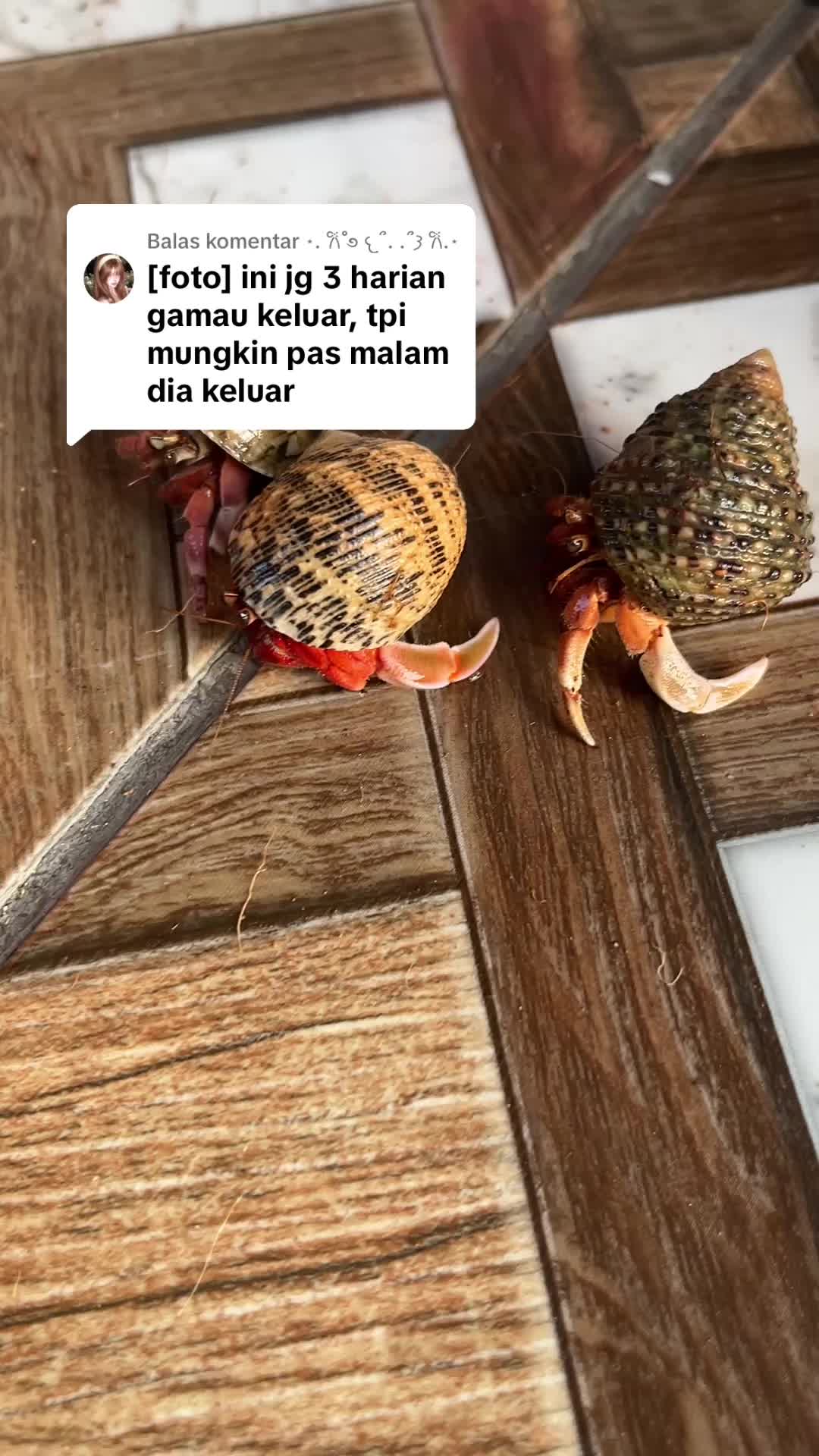 @Kudojiraiya