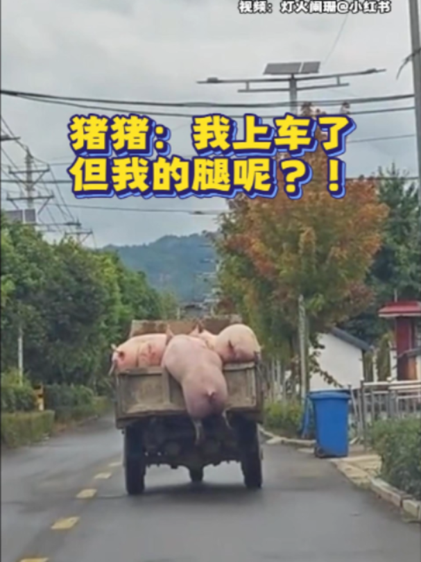 @中国报