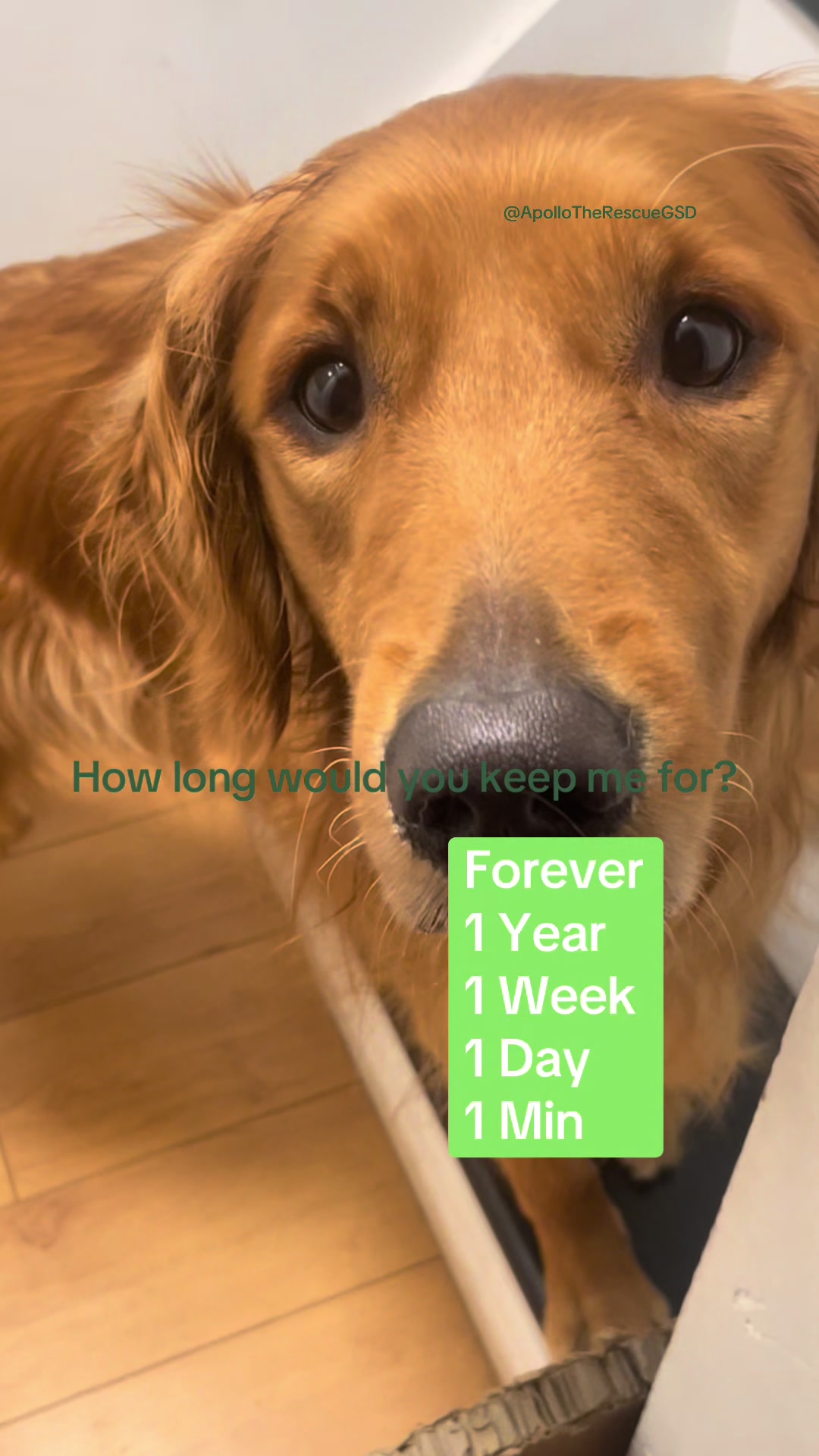 @Cooper the Golden Retriever 🦮