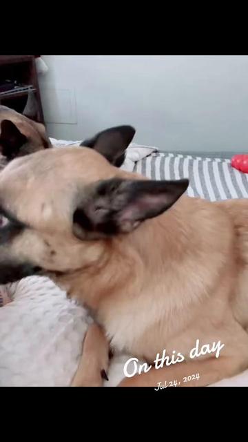 @ADDISON&hearts;️🐾❤️LAYNE