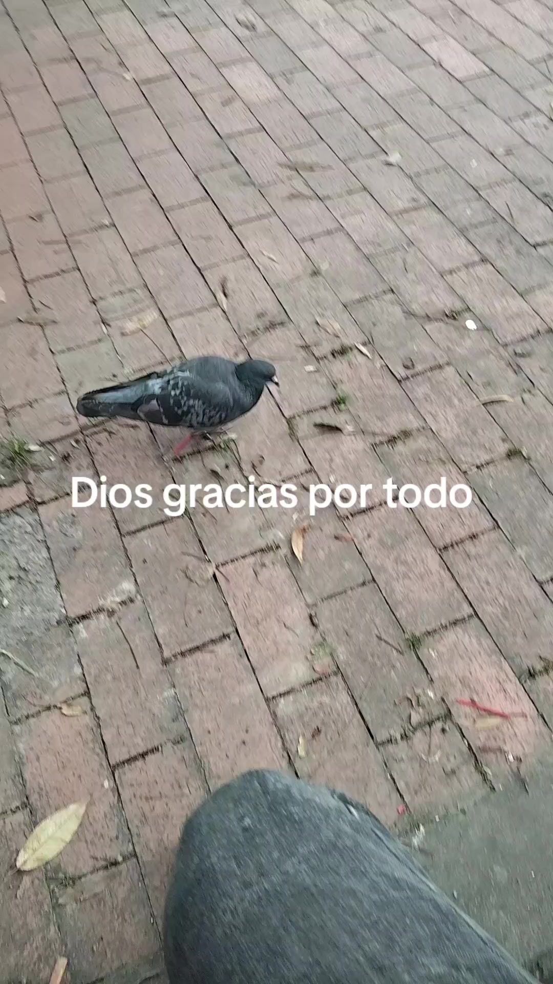 @el turpial del valle HM