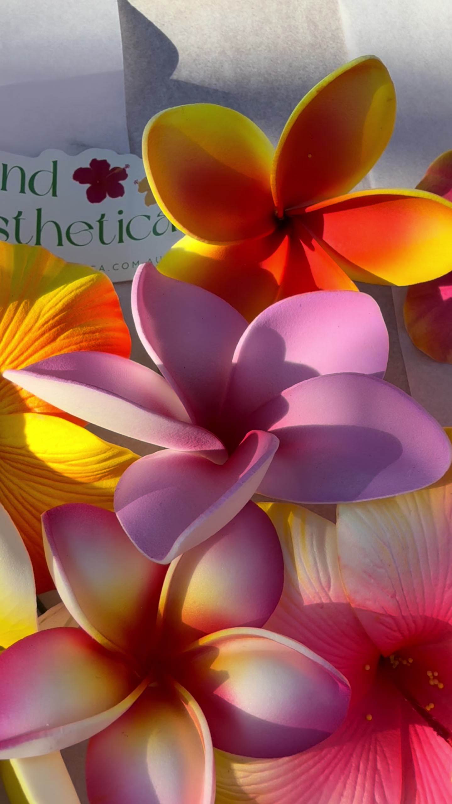 @Island Aesthetica 🌺 Pasifika