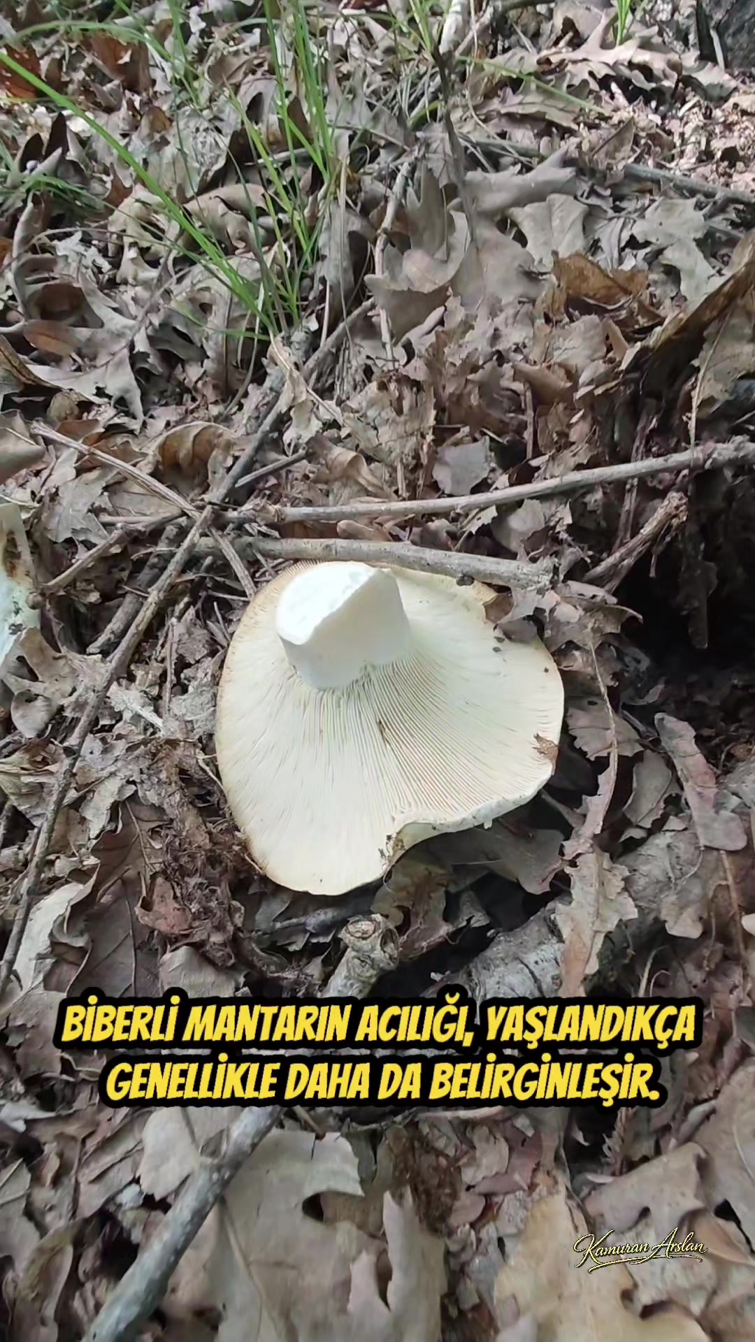 @Kamuran Arslan