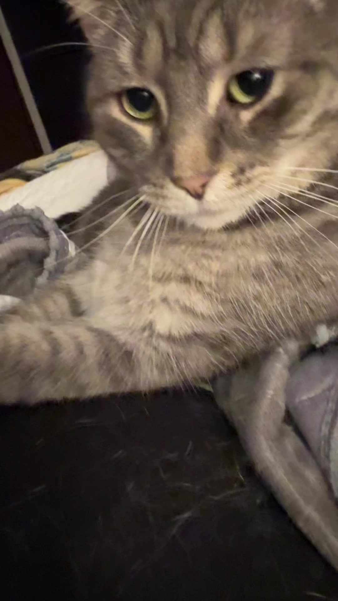 @my2blindcats