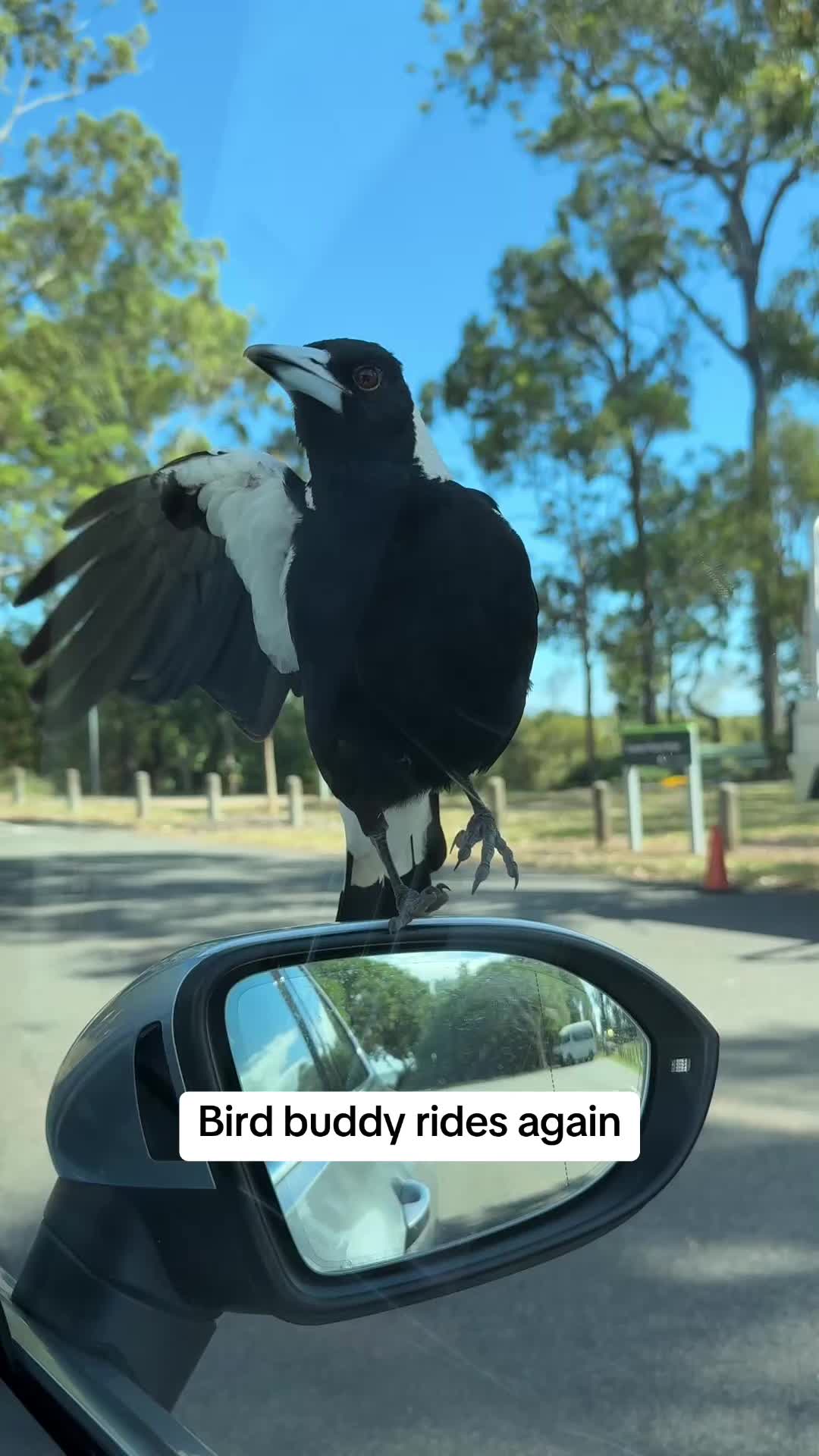 @V Aussie