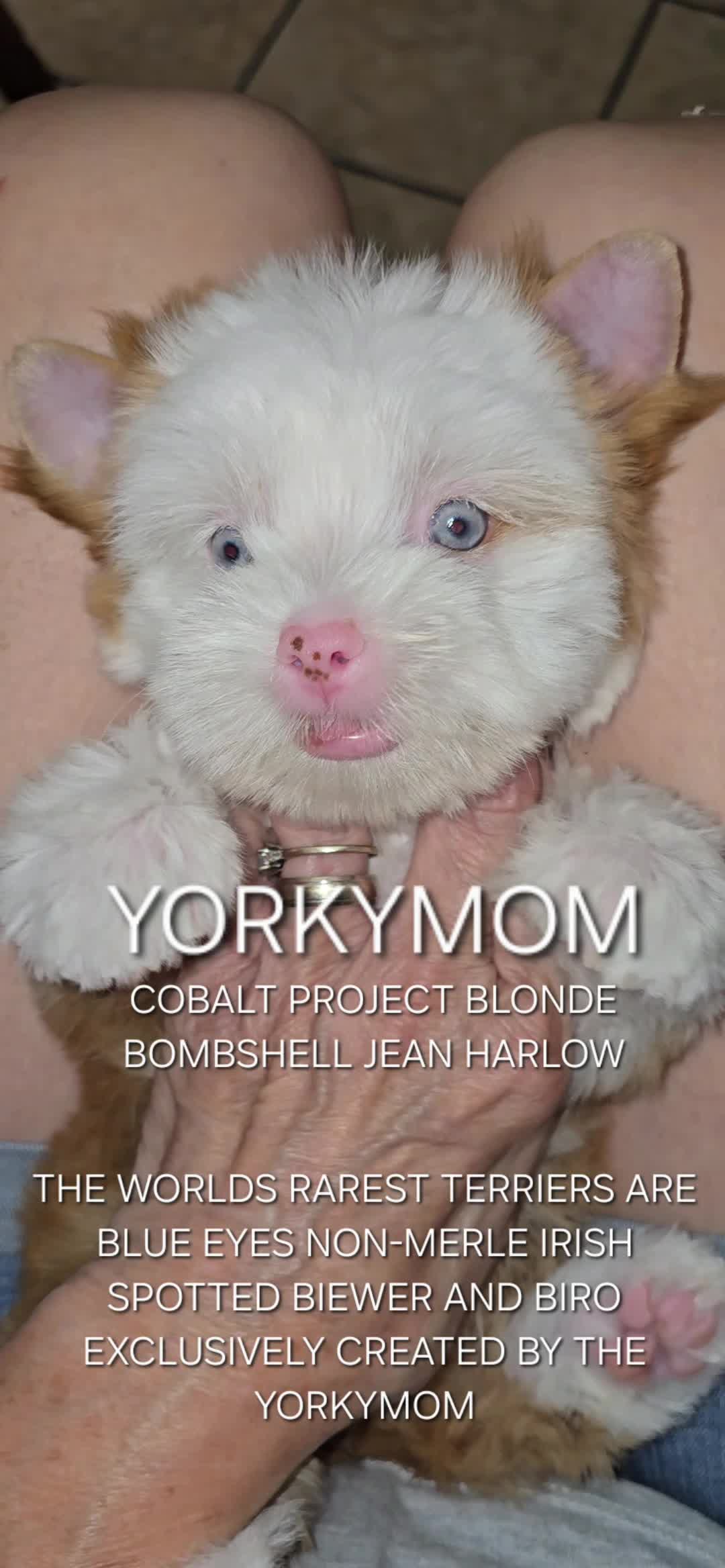 @theYorkymom