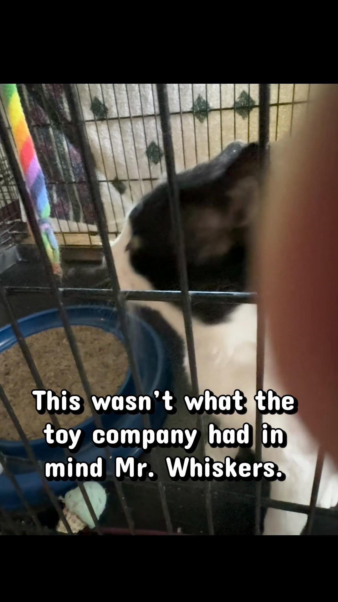 @North Toronto Cat Rescue