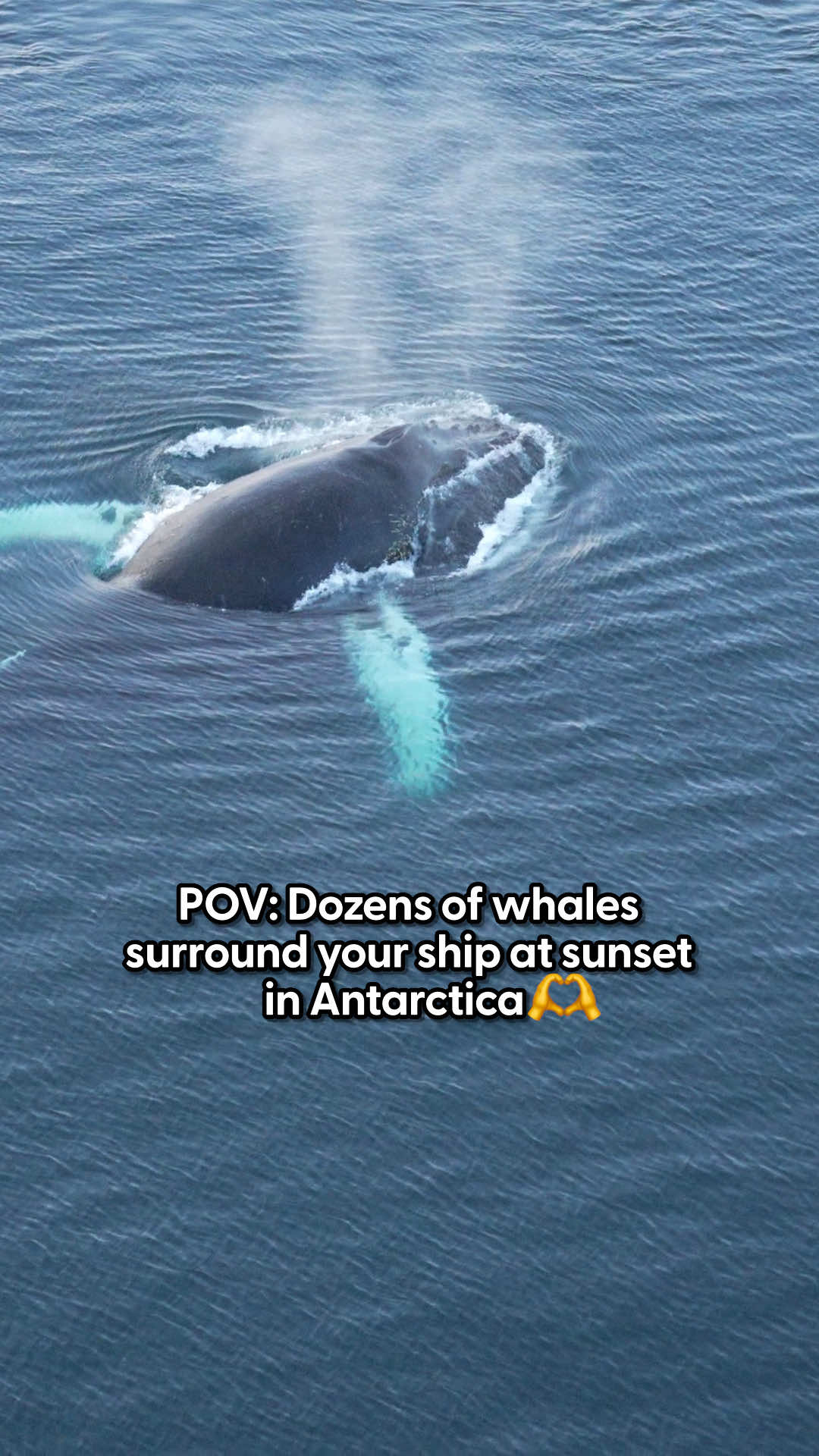 @The Dodo