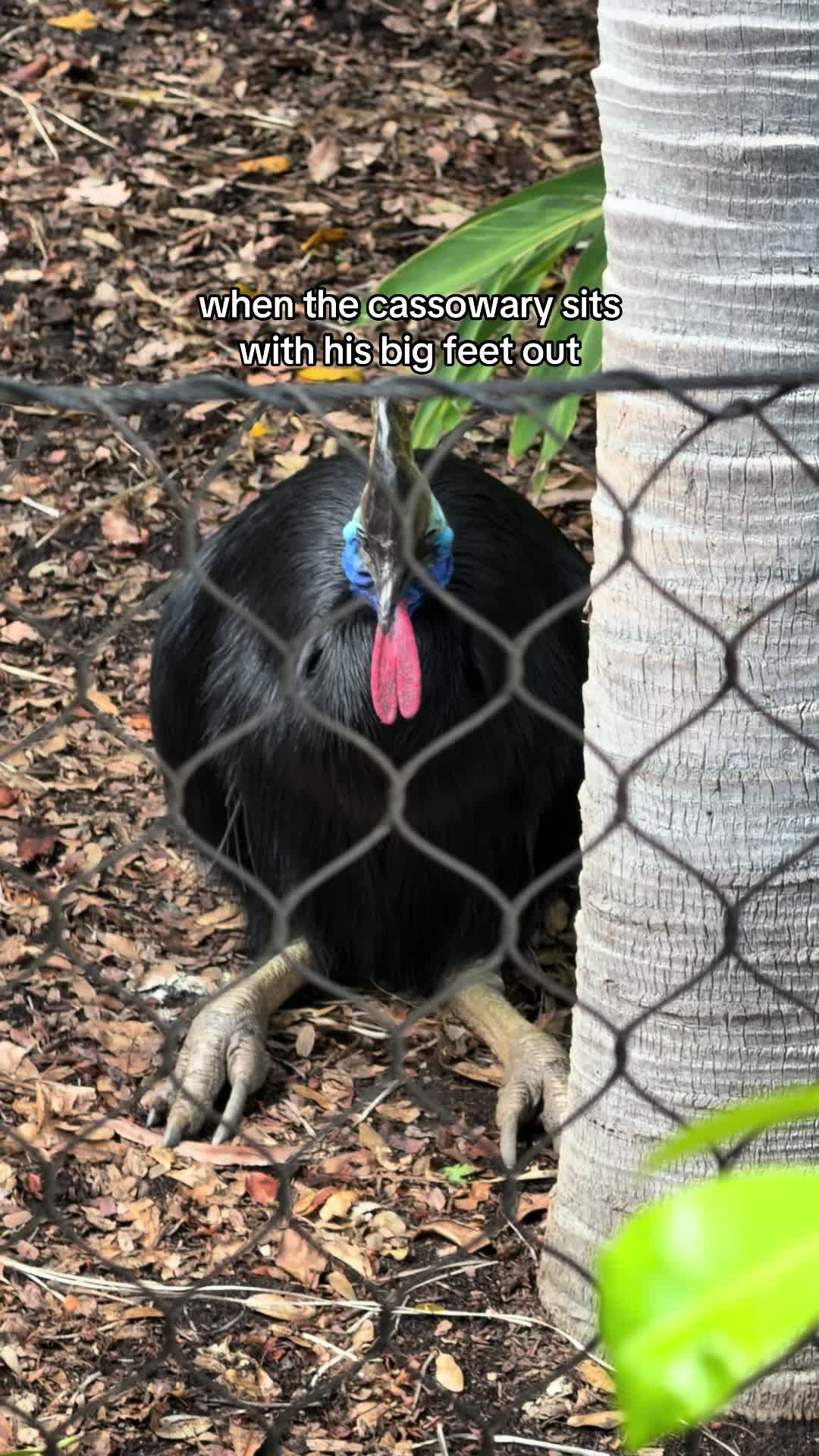 @just animals 🐾🦁🐬🦎