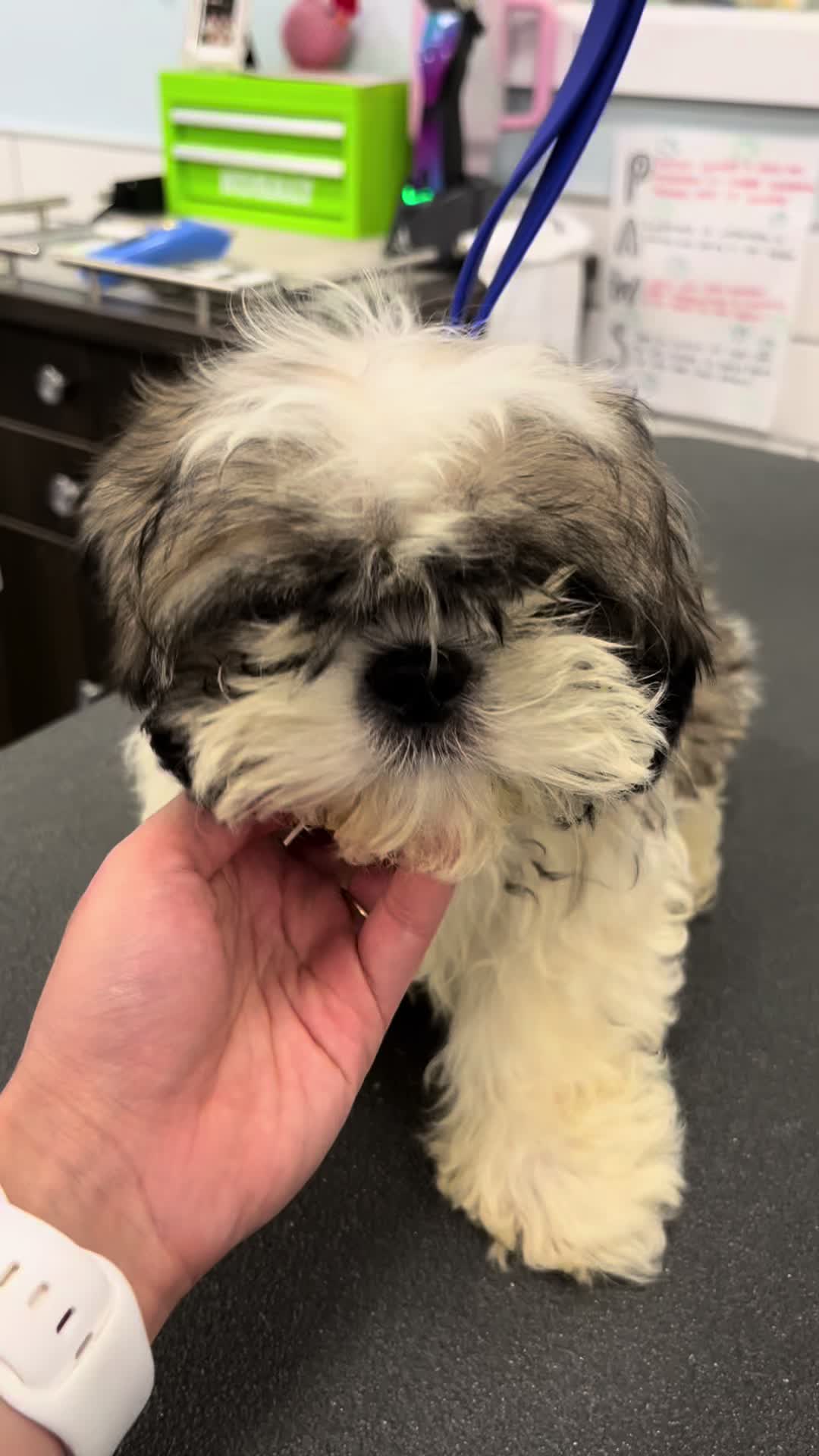 @desilynns_dogs