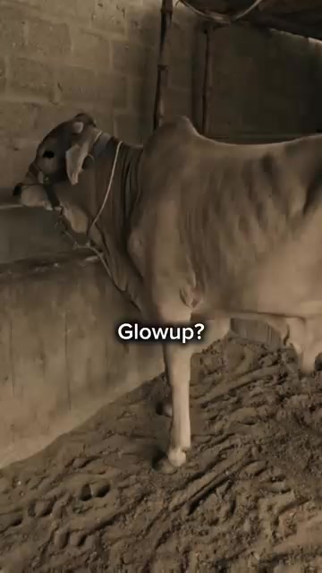 @HUZAIFA ✨