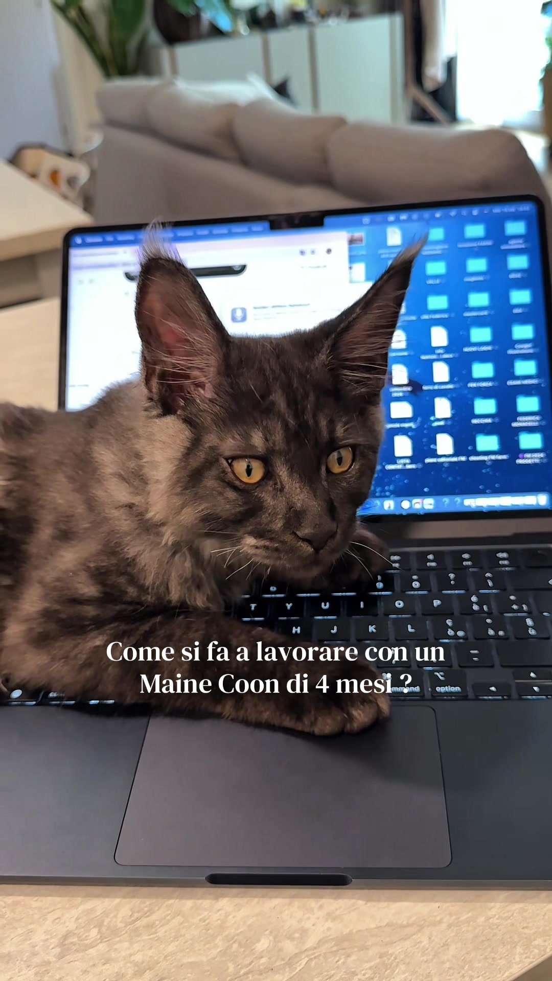 @Federica