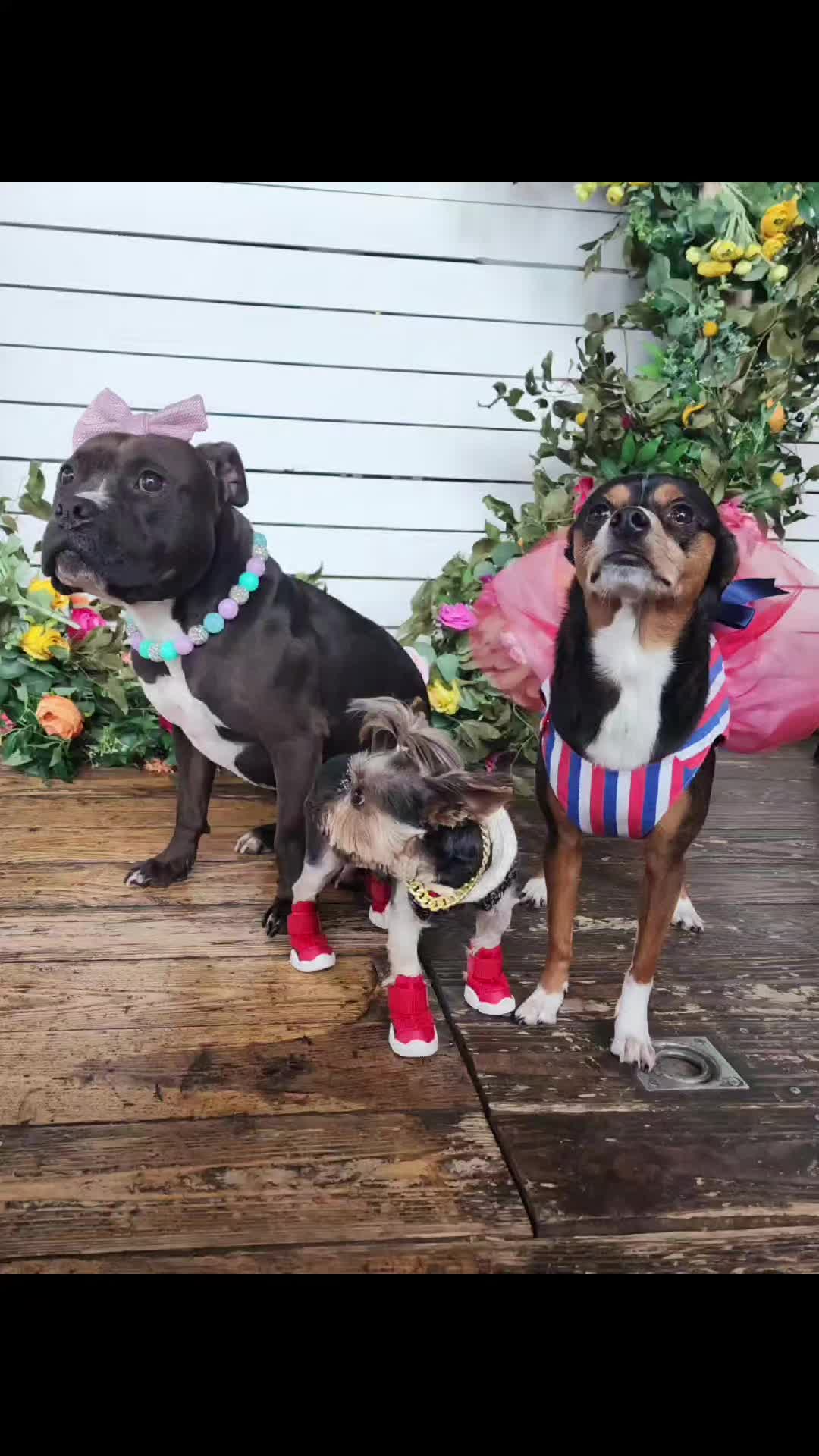 @bigbadscarypitbulls