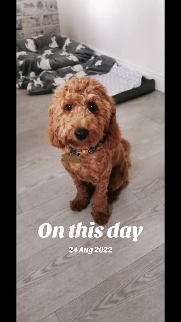 @❤️❤️ Billy & Milo ❤️❤️🐾🐾