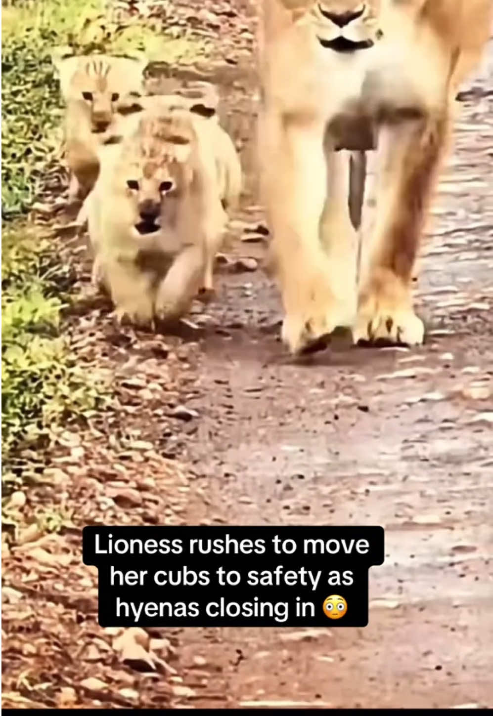@KJ@LoveAnimalsEpicNature