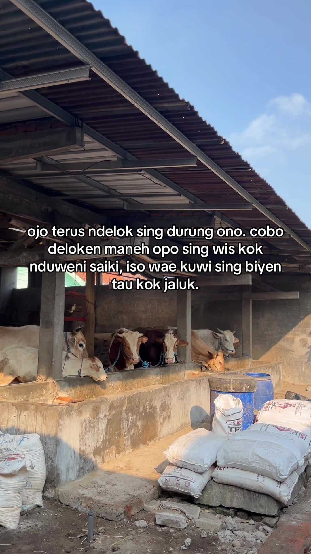 @Sapi Kediri