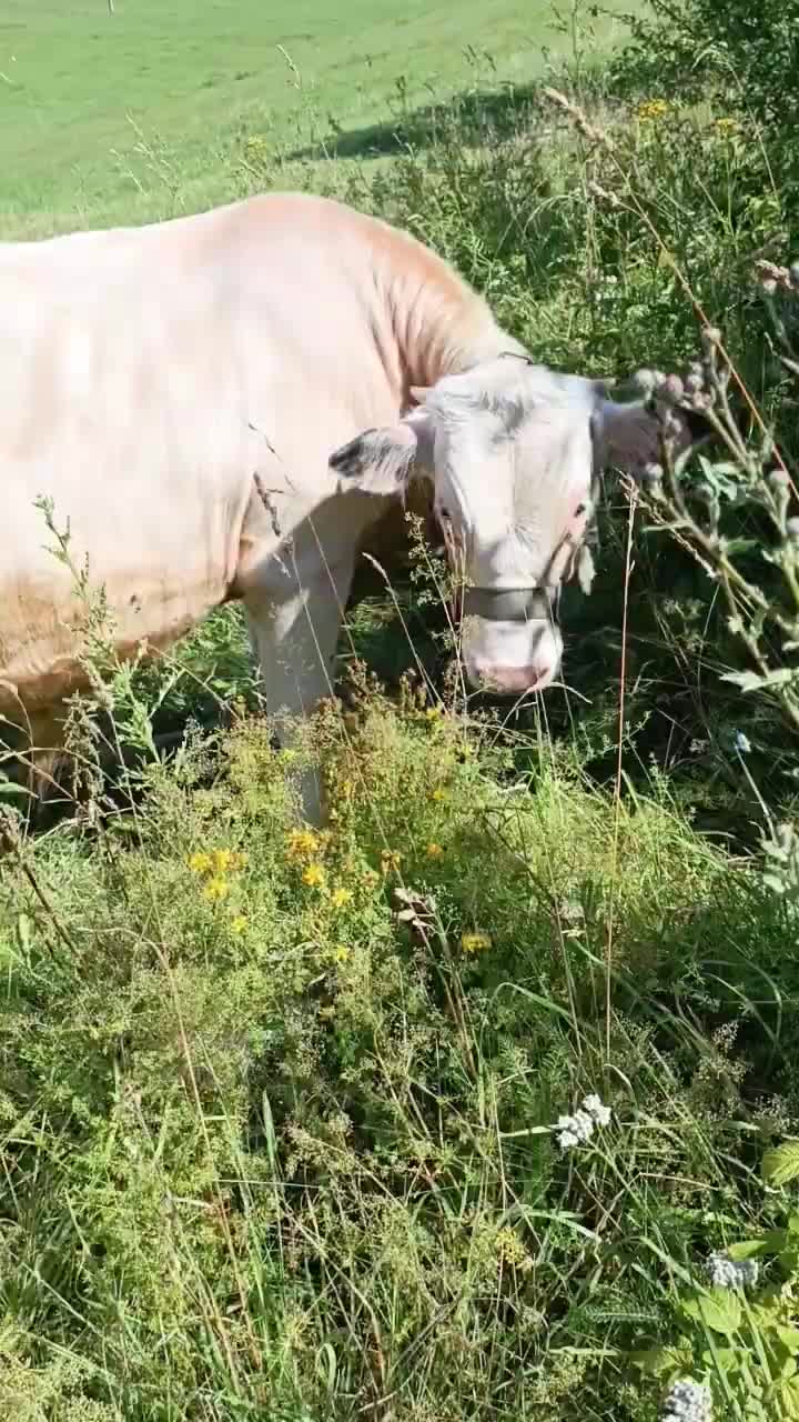 @Елена Скрипка