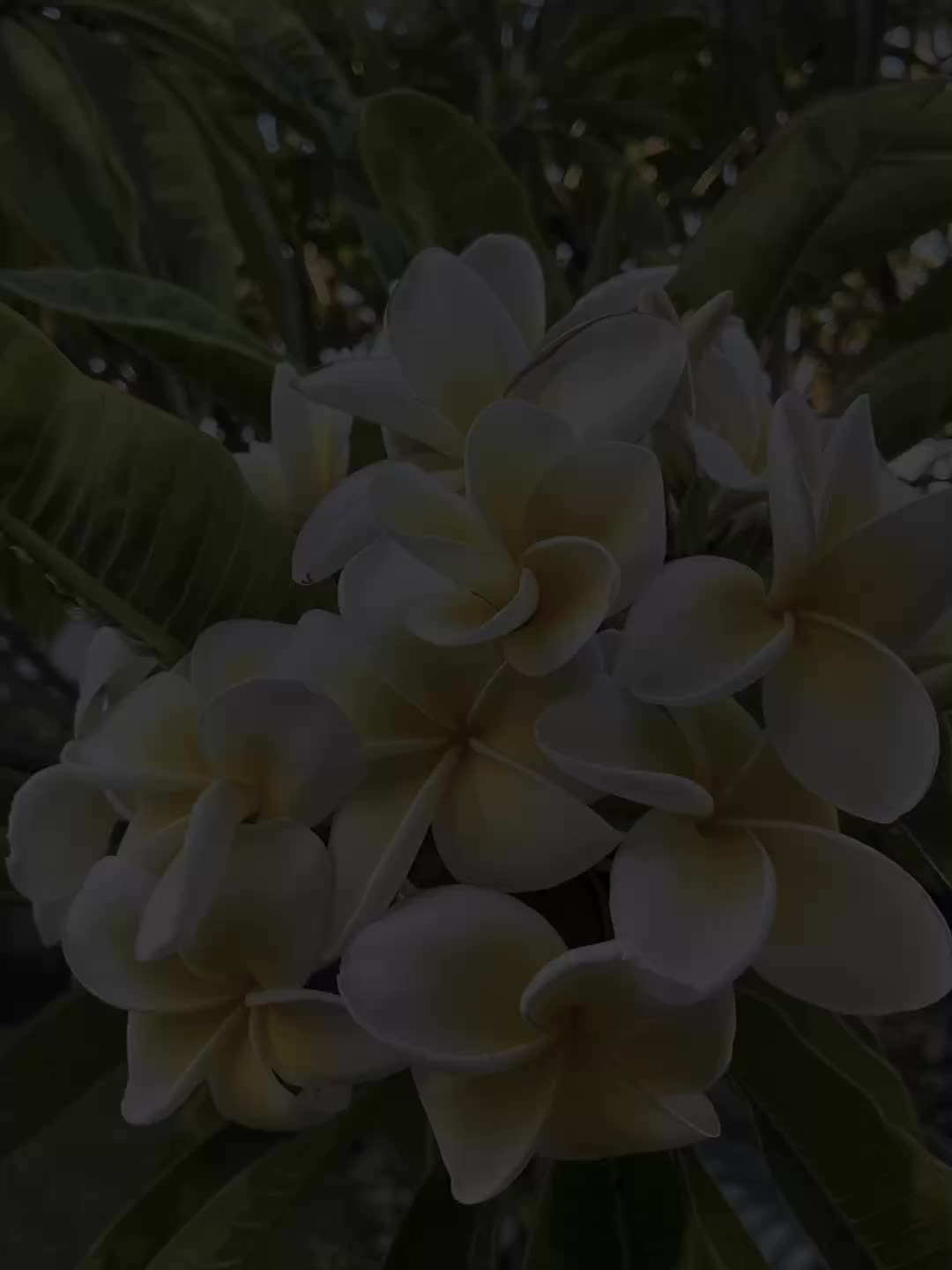 @🍀 𝐜𝐮𝐭𝐞_𝐬𝐢𝐲𝐚𝐦 🍀