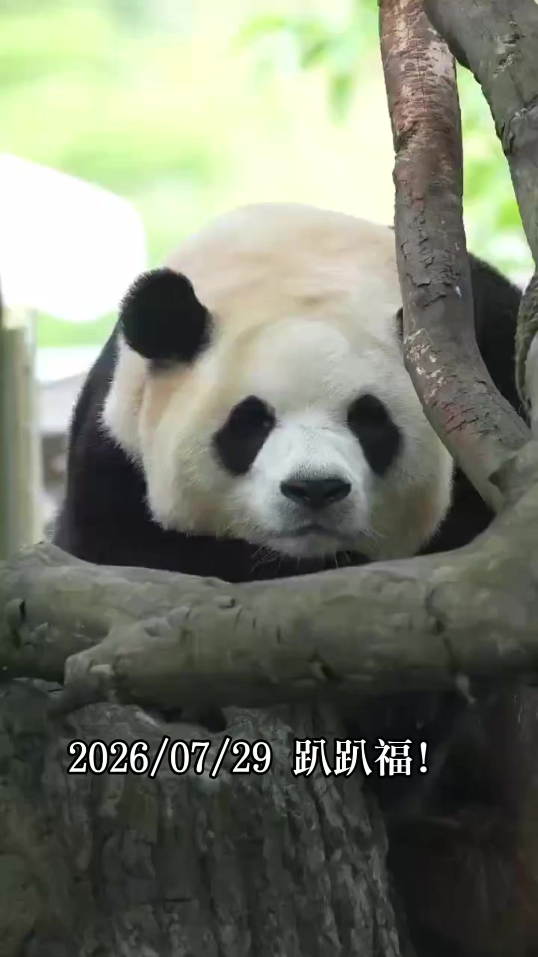 @福寶需要愛的抱抱