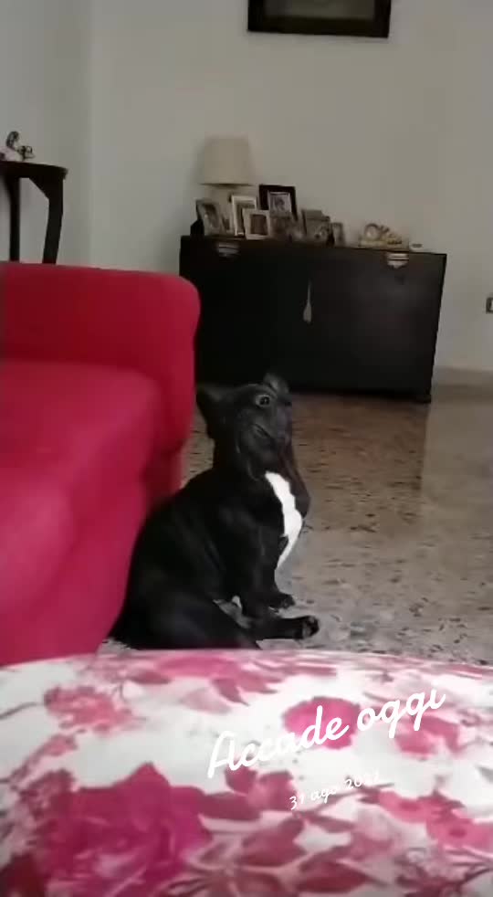 @Apolide