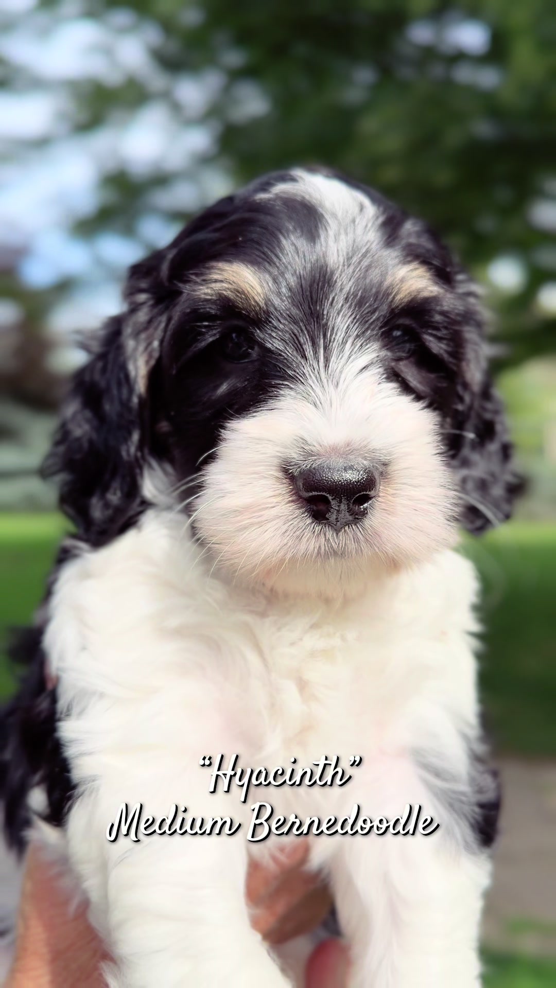 @Rocky View Bernedoodles 🇨🇦