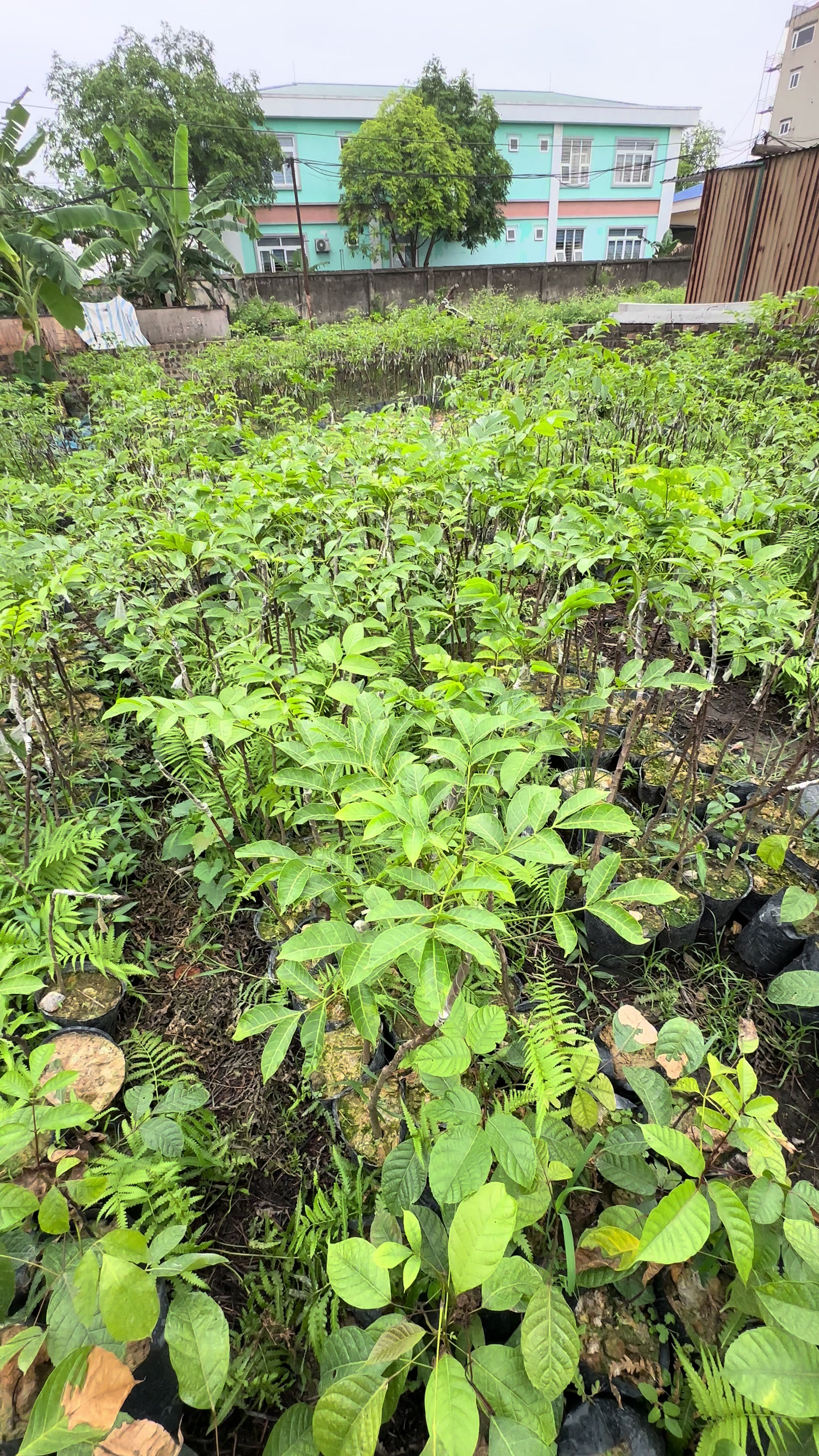@Nh&agrave; Vườn Vũ Mai