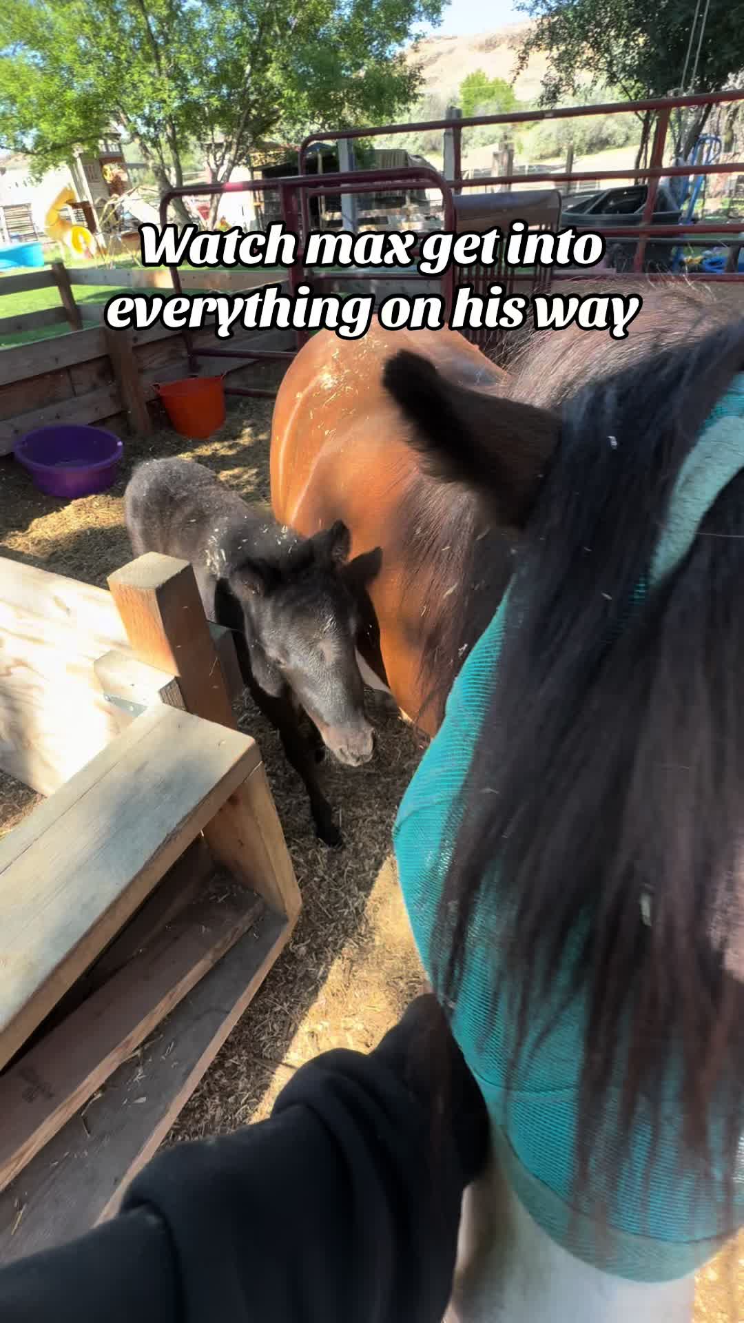 @Hot Sauce the Mini horse 🐎