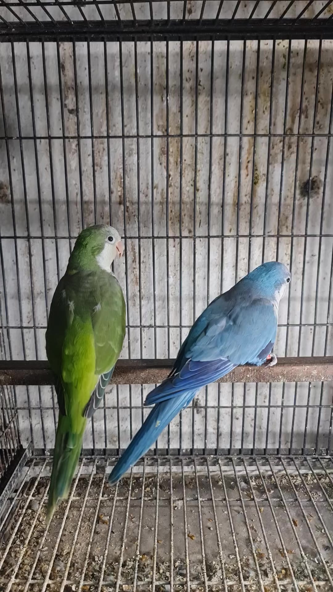 @ROYAL BIRD US