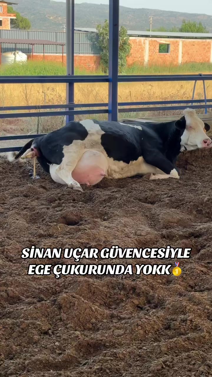 @CELEP SİNAN UÇAR