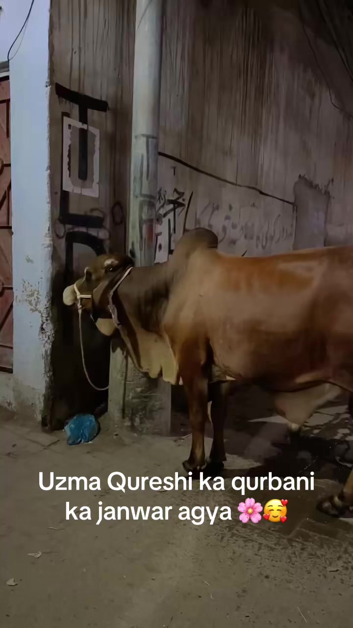@uzma.qureshi208