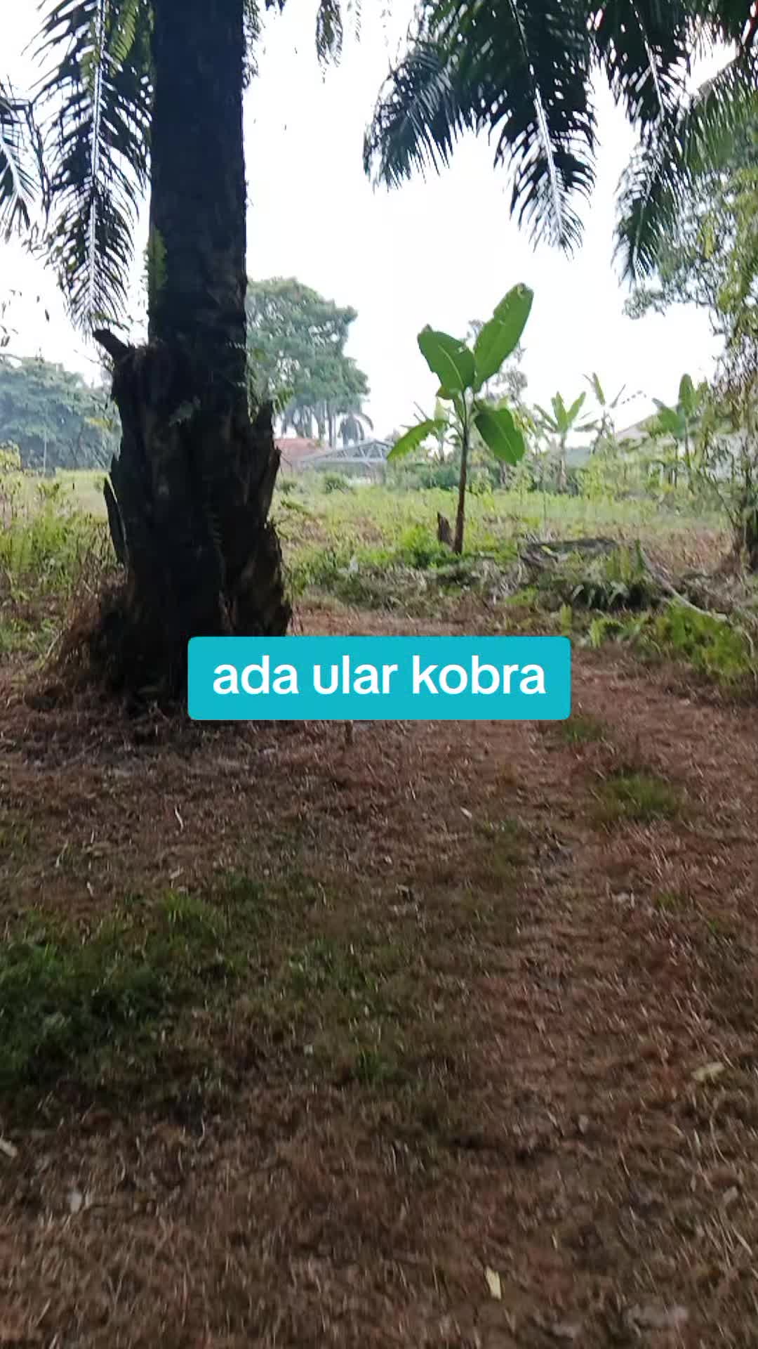 @Hilmanaria2