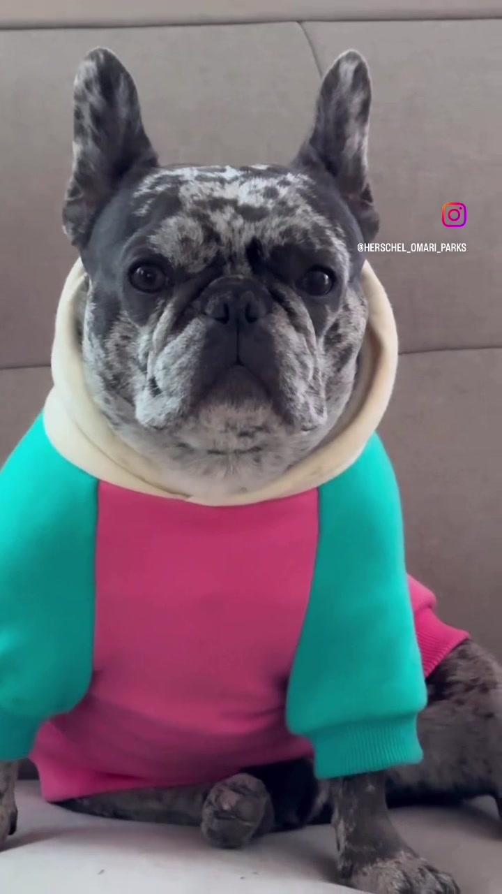 @Fly Lil Frenchie From OKC