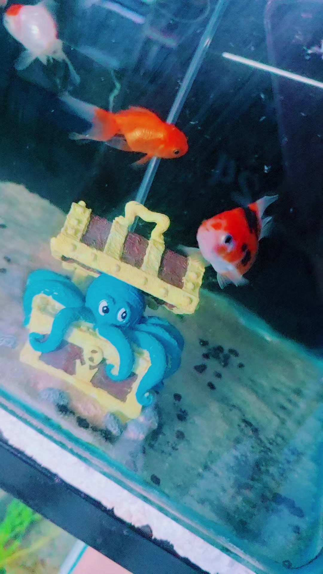 @Acuario Zoo Fish💙