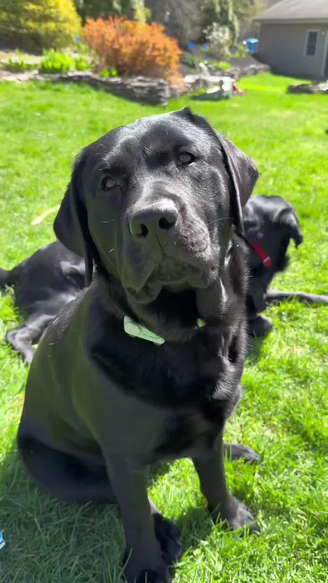 @DennisTheBlackLab