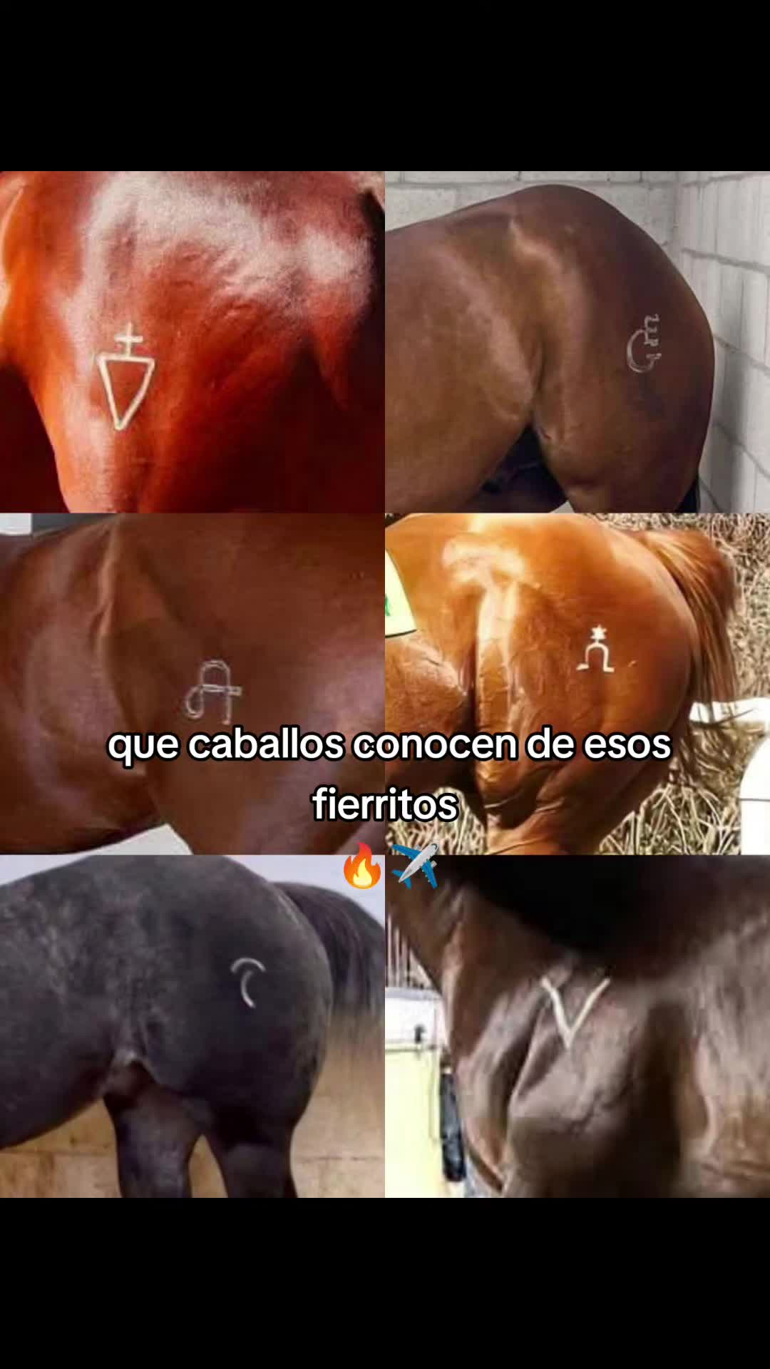 @carriles altos de jalisco🐎