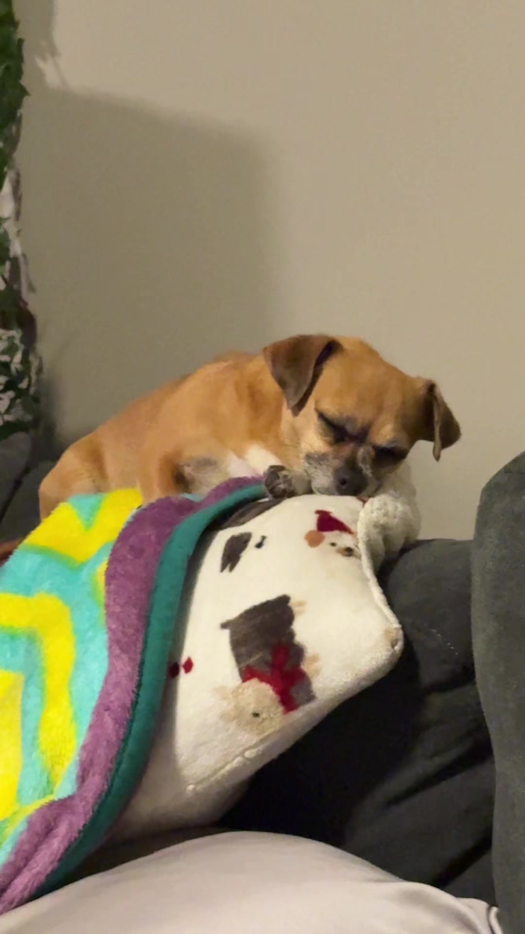 @ThePawfectDuo