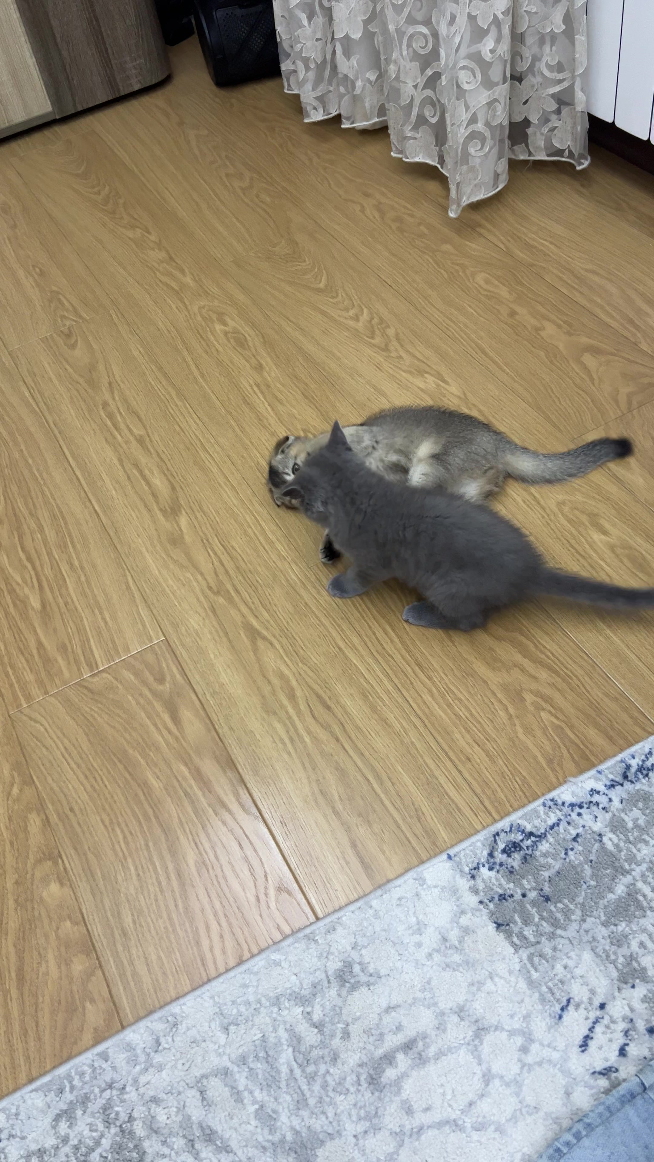 @kittens_uz
