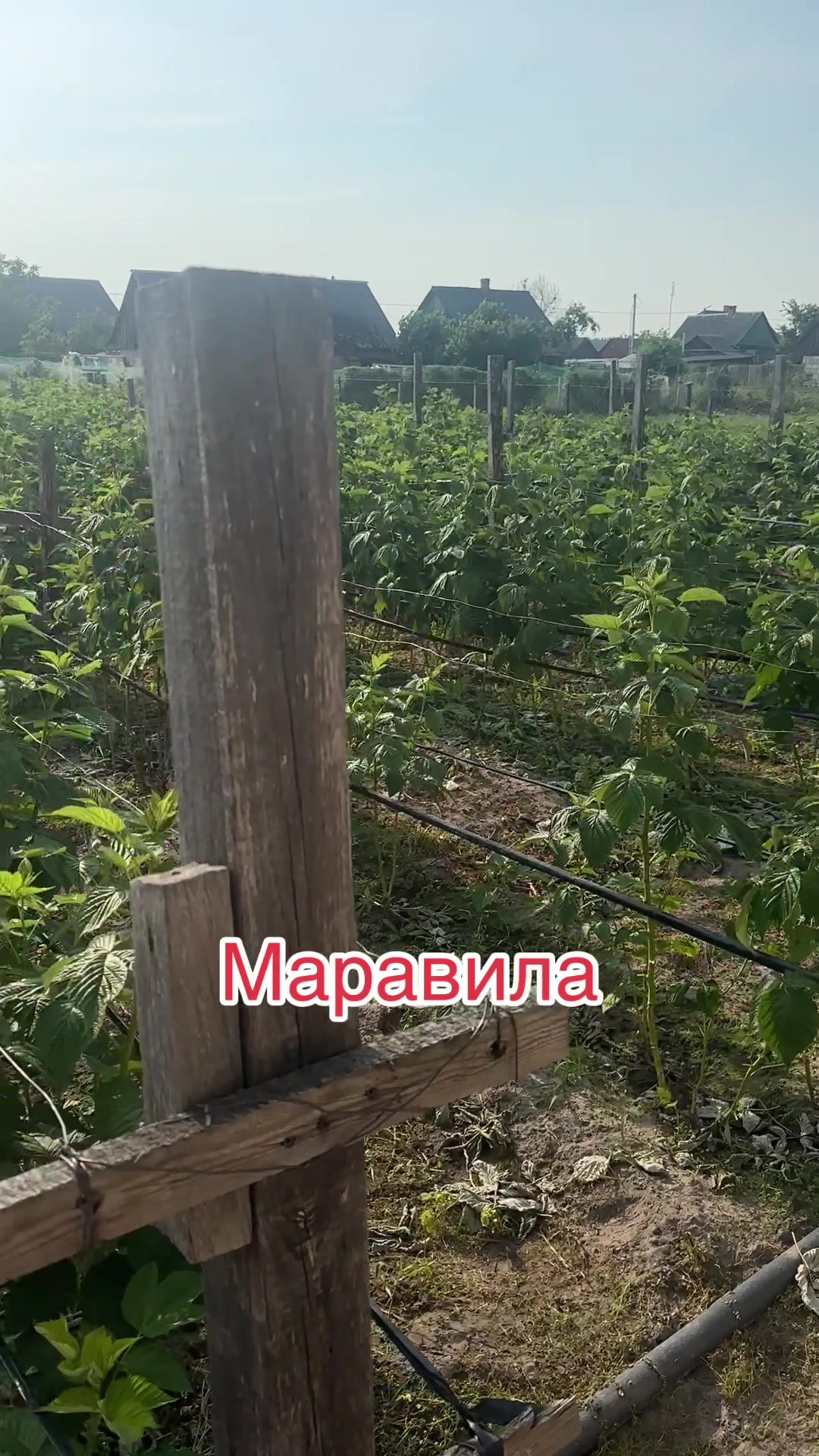 @Данута Манюк