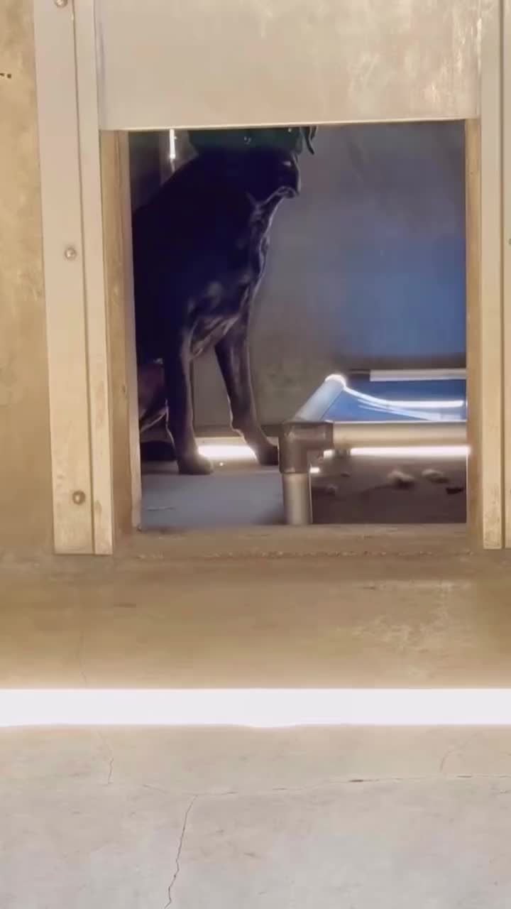 @Cane Corsos