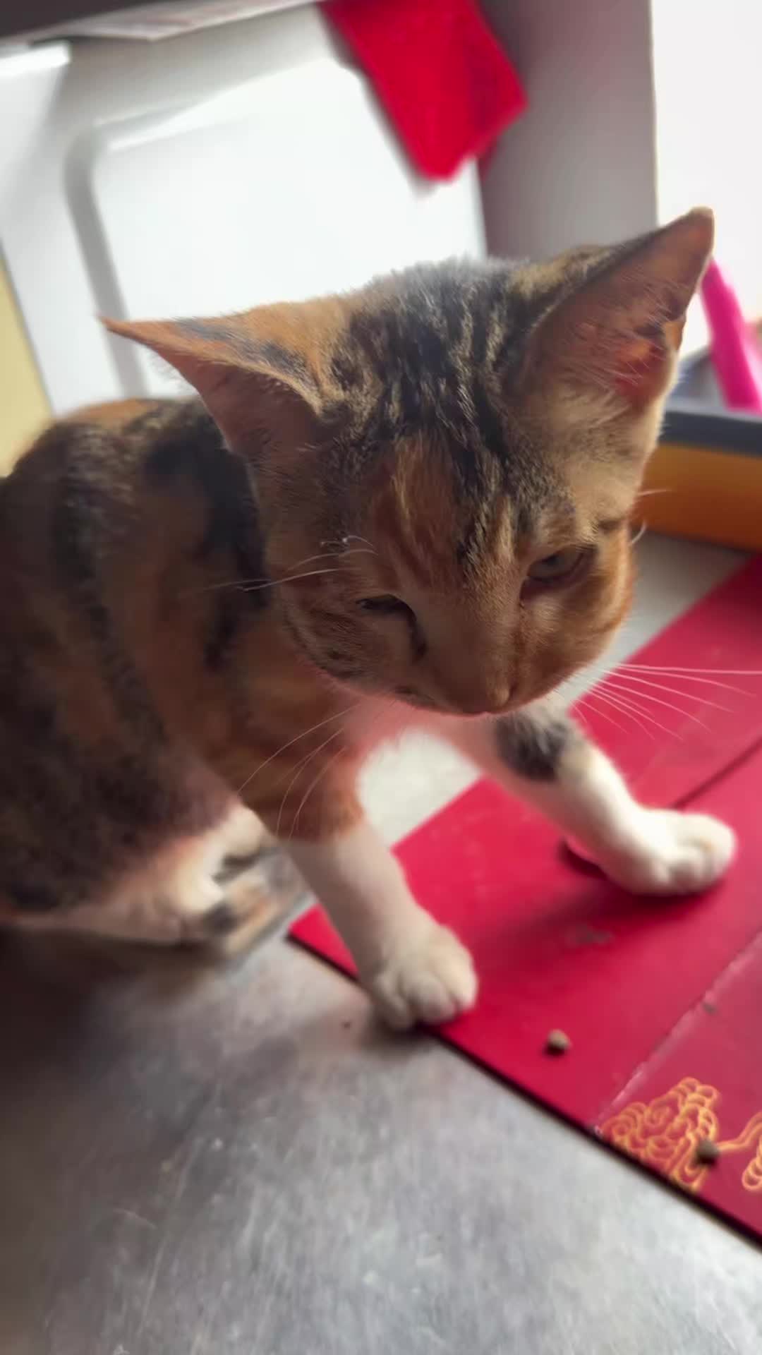 @Pets.VN