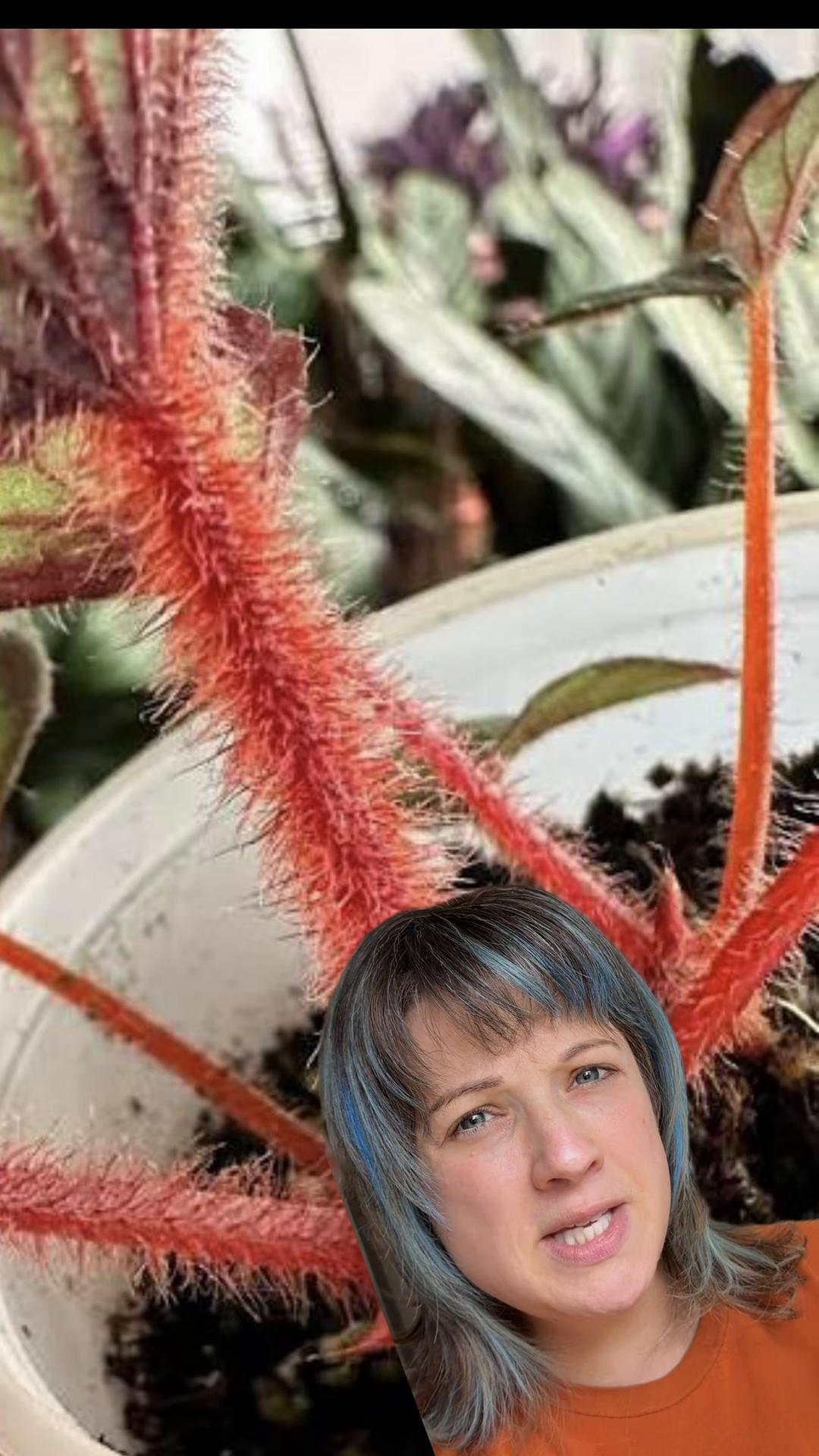 @alltheplantbabies