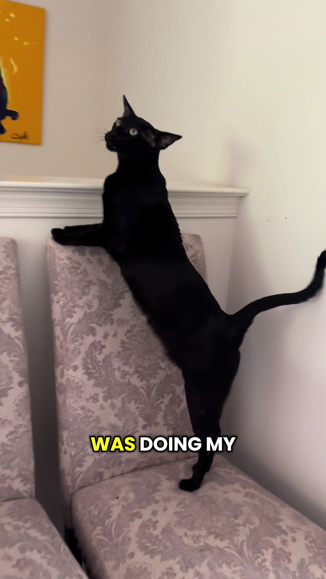@hobbikats