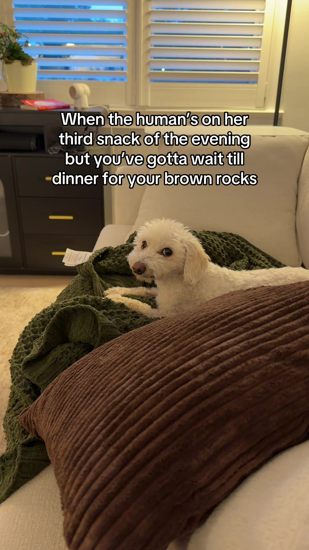 @Spicy The Dog