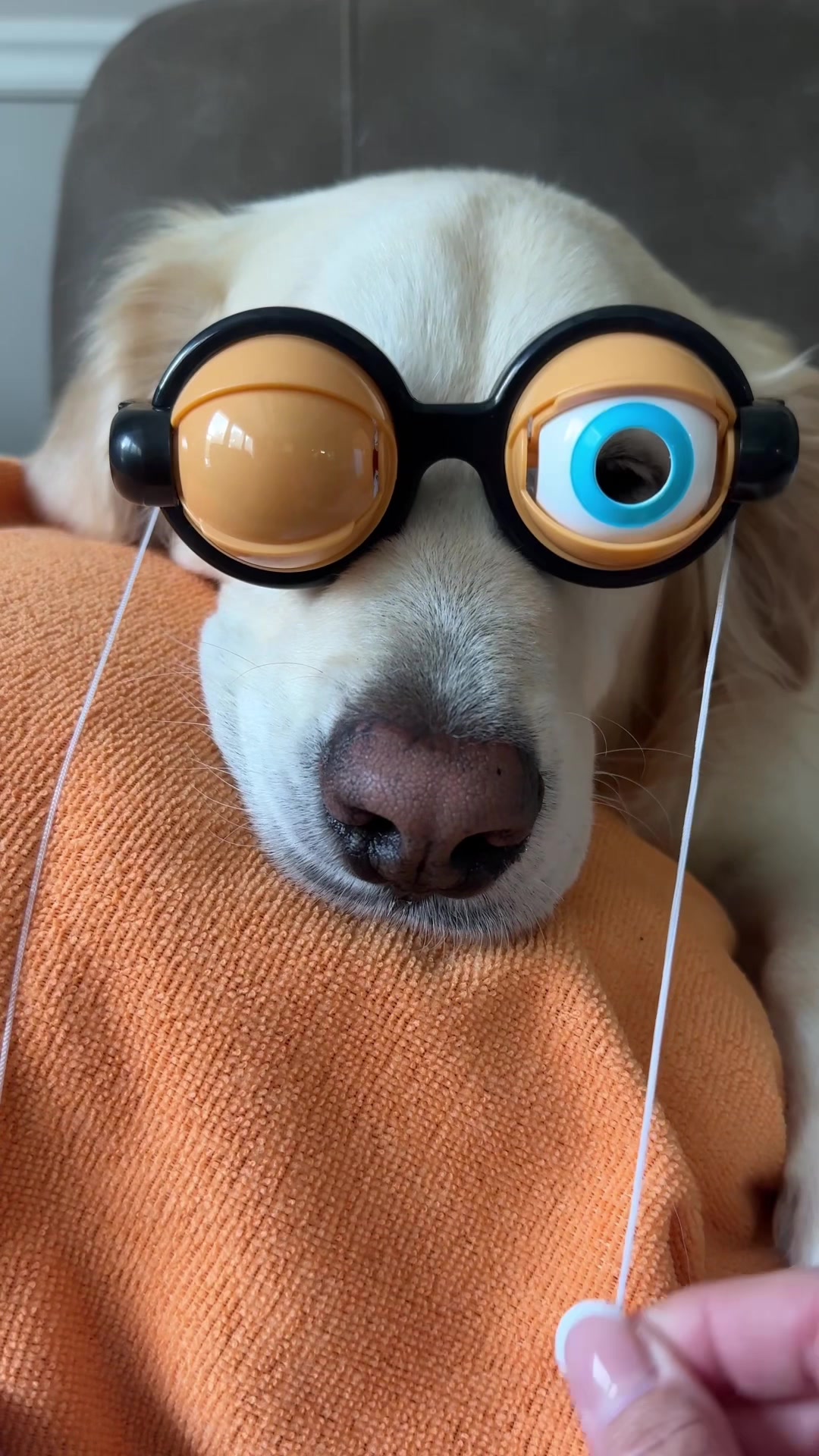 @WILLY | GoodDog