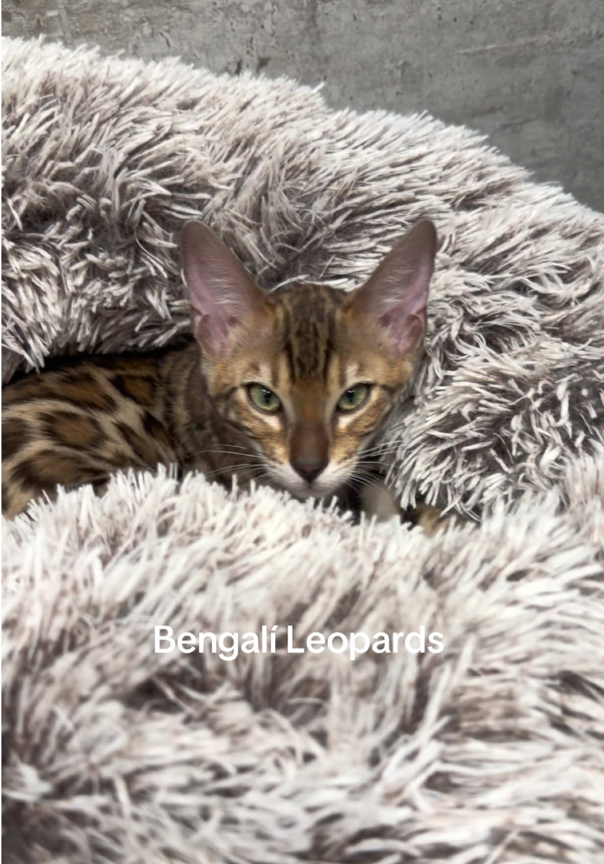 @ＢＥＮＧＡＬ&Iacute;&emsp;ＬＥＯＰＡＲＤＳ