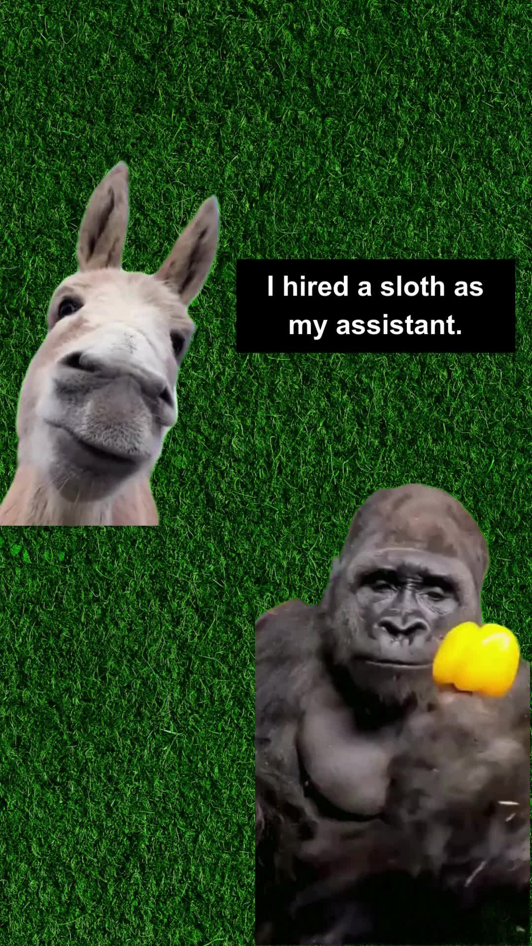 @CritterFacts