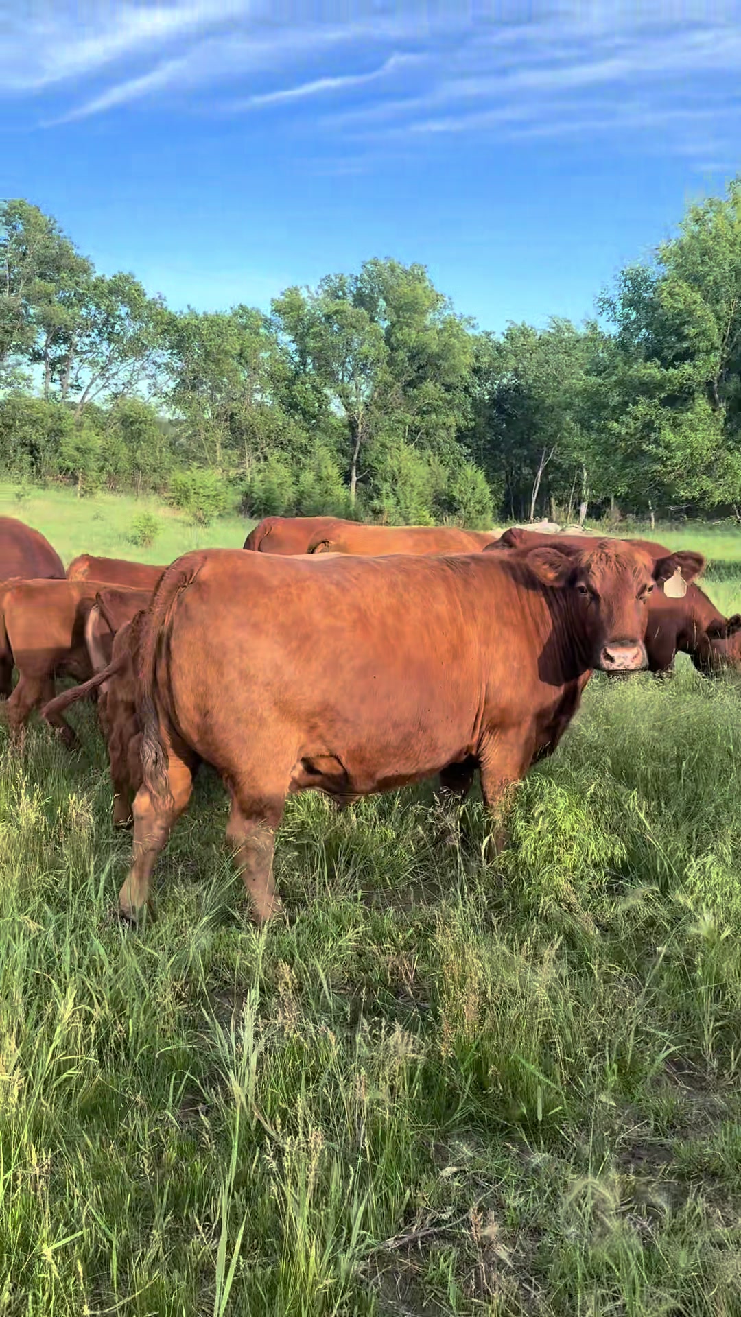 @Circle E Ranch Red Angus MN