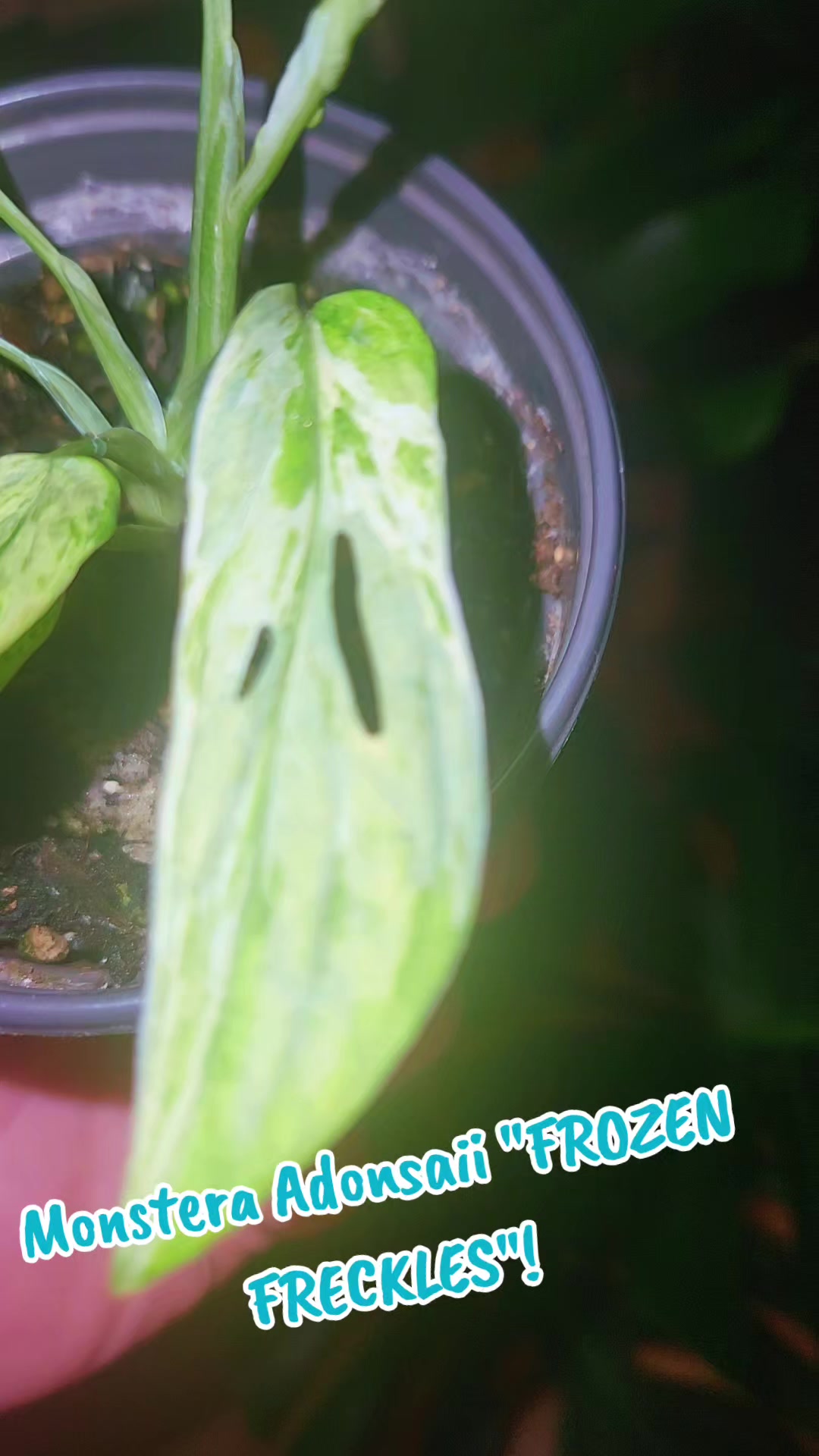 @Plants&Parks