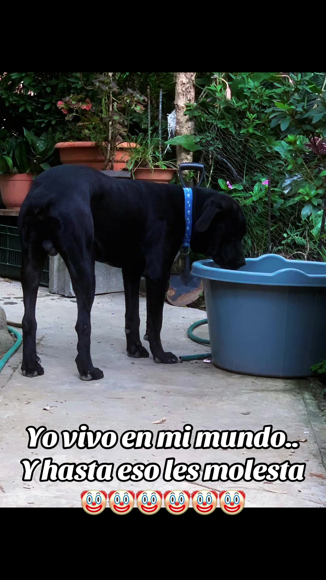 @William Aguilar